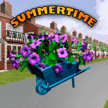 summer summer time wheelbarrow petunias flowers in wheelbarrow