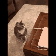 Cat Power Off GIF - Cat Power Off GIFs