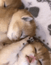 two kittens are sleeping next to each other on a blanket on a bed .