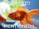 a picture of a goldfish with the words stir fry mentioned below it