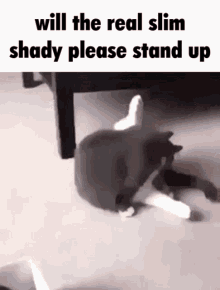 cat slim shady slim shady cat cat stand balls