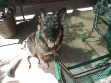 Smile German Shepherd GIF - Smile German Shepherd Dogs GIFs