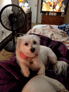 a small white dog with a pink collar is laying on a bed in front of a fan