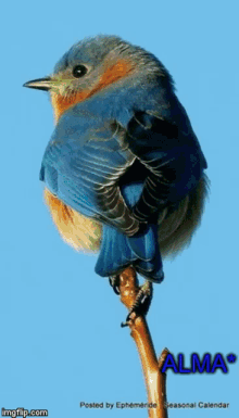 Imagenes En Azul Bird GIF