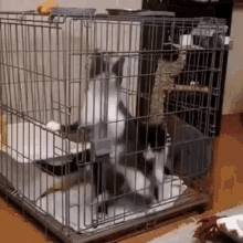 Cat Spinning GIF - Cat Spinning Cute GIFs