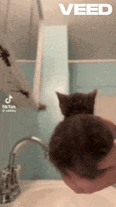 a person holding a kitten in front of a sink with the word veed on the top