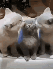 Cats Tongue GIF - Cats Tongue Shower GIFs