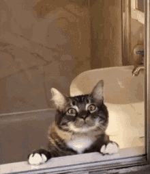 a cat is looking out of a bathroom window at the sink .