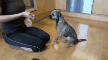 Are Border Terriers Easy To Train GIF - Are Border Terriers Easy To Train GIFs