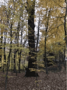 Peeing Tree GIF