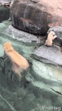 Polar Bear Epic Fail GIF - Polar Bear Epic Fail Jumping GIFs