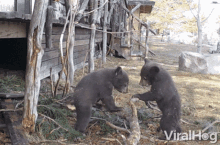 Scratch Viralhog GIF - Scratch Viralhog Bear Cubs GIFs