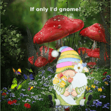 Gnome Memes Cute Gnoes GIF