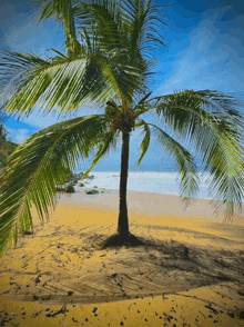 Beach Palm Tree Relaxation GIF