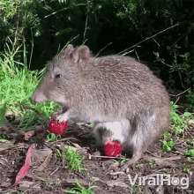 Eating Strawberries Viralhog GIF - Eating Strawberries Viralhog Potorro Eating GIFs