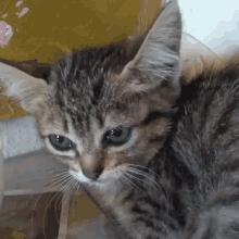 GIF