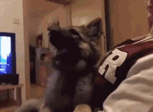 Wtf Surprised GIF - Wtf Surprised Dog GIFs