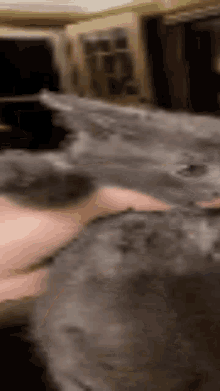 a blurry picture of a person petting a gray cat
