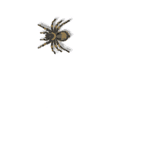 orumcek spider crawling
