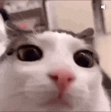 a close up of a cat 's face looking at the camera with a red nose .