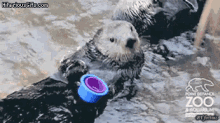 Pissed Wrong GIF - Pissed Wrong Otter GIFs