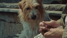 Feeding Dog Dog Treat GIF - Feeding Dog Dog Treat There You Go GIFs