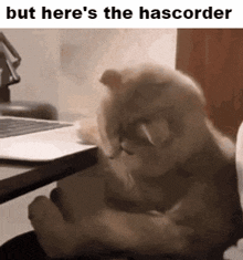 But Heres The Cat Heres The Hascorder GIF - But Heres The Cat But Heres The Heres The Hascorder GIFs