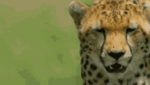 cheetah lick hungry animal cute