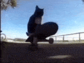 Catondaskate Cat On Da Skate GIF