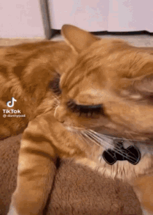 Stallic Stalli C GIF