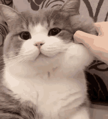 Cat Cat Pinch GIF - Cat Cat Pinch Cat Face Squeeze GIFs