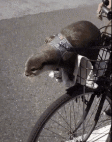 Otter Nutria GIF - Otter Nutria Excited GIFs