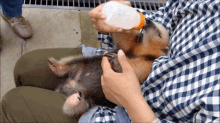 a person in a plaid shirt is feeding a small animal with a bottle
