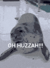 a seal laying down with the words oh huzzah written above it