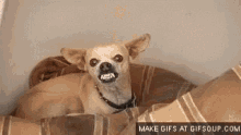 Chihuahua Dogs GIF