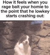 a dog standing in front of a stone wall with a caption that says how it feels