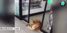 Pet Friendly Dog GIF - Pet Friendly Dog Supermarket GIFs
