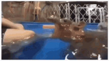 a person is petting a hippopotamus in a blue pool