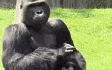 Gorilla-clap GIF