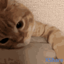 X Share Cute GIF - X Share Cute Cat GIFs