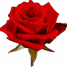 heart flower rose heart flower rose