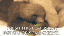 a baby sloth is eating a leaf and says `` i wish this leaf was a potato or some cheese . ''
