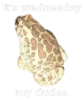 a brown and white frog with spots on it