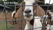 Goat Smile Showing Teeth GIF - Goat Smile Smile Showing Teeth GIFs