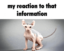 a picture of a hairless cat with the words my reaction to that information below it