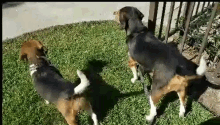 What Dymond The Beagle GIF - What Dymond The Beagle Milo The Beagle GIFs