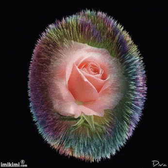 Pink Rose GIF - Pink Rose Animation - Discover & Share GIFs