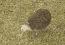 Kiwi Bird GIF - New Zealand Kiwi Bird Waddle GIFs