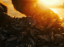Godzilla Vs Kong Kong GIF