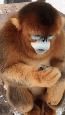 snub nosed golden monkey